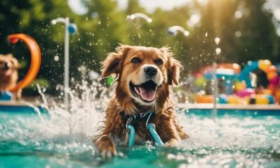 canine water playgrounds delight