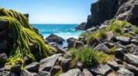 edible seaweeds and herbs