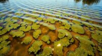 algae blooms affect floating areas