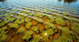 algae blooms affect floating areas