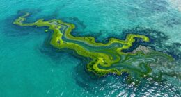 targeted circulation improvements