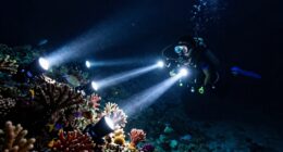 top dive lights for night diving