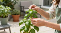 Bolting basil: Why basil bolts and what to do about it