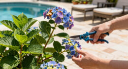 Are Your Hydrangeas Dying From The Heat Or Just Done Blooming? How To Keep Shrubs Looking Lush All Summer