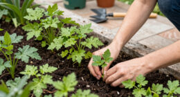 Auckland: Time To Plant A Whole Field Of Tall Poppies - Newsroom