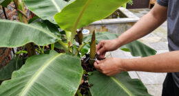 Bananas Sprout In Rayleigh Garden UK After 15 Years