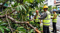 DBKL Launches Probe With Arborists After Fallen Tree Kills Man On Jalan Tun Razak - Malay Mail
