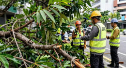 DBKL Launches Probe With Arborists After Fallen Tree Kills Man On Jalan Tun Razak - Malay Mail