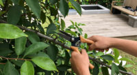 Fielding Tree Care Surges In Global Coverage