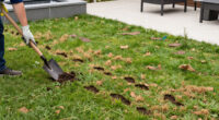 Has Your Lawn Gone To The Dogs? Experts Explain How To Fix Grass Your Dog Has Damaged