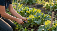 How To Keep Groundhogs Out Of Your Garden