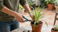 How To Propagate Spider Plants