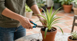 How To Propagate Spider Plants