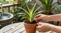 How to propagate spider plants