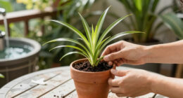 How to propagate spider plants
