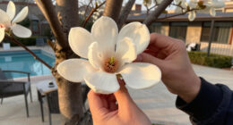 Magnolias Are So Old That They're Pollinated By Beetles, Not Bees