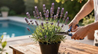 What To Do With Your Lavender In July Heatwaves To Extend The Blooming Season For As Long As Possible