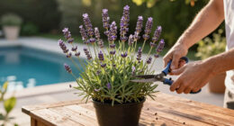 What To Do With Your Lavender In July Heatwaves To Extend The Blooming Season For As Long As Possible