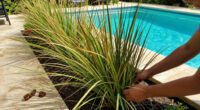 10 Best Easy-to-Grow Ornamental Grasses That Add A Professional Polish To Your Backyard