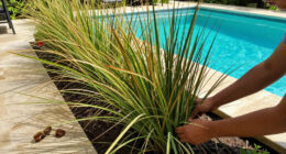 10 Best Easy-to-Grow Ornamental Grasses That Add A Professional Polish To Your Backyard