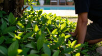 Forget Patchy Grass! This Pretty Ground Cover Could Transform Your Shady Garden With Very Little Effort