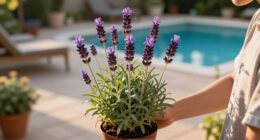 Meet The Lavender Dupe With Triple The Bloom Time And No Woody Stems – It’s Set To Become A Garden Classic