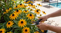 These Black-Eyed Susan Varieties Flower Even Longer Than Goldsturm For Bonny Blooms All Through Fall
