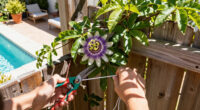 Why I Let My Passionflower Take Over My Fence (And It's Not Just Because It Looks So Good)