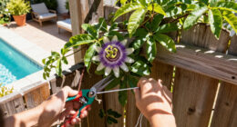 Why I Let My Passionflower Take Over My Fence (And It's Not Just Because It Looks So Good)