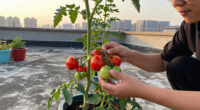 Barcelona Rooftop Gardens Could Supply 31% Of City’s Tomatoes