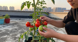 Barcelona Rooftop Gardens Could Supply 31% Of City’s Tomatoes