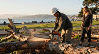 Crews Start To Remove Trees From San Francisco Waterfront Park - NBC Bay Area