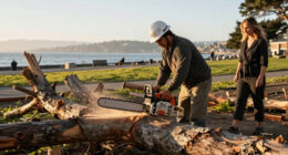 Crews Start To Remove Trees From San Francisco Waterfront Park - NBC Bay Area