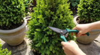 Every Garden Needs One Evergreen That Thrives On Neglect – Here Are 7 Of The Best To Plant