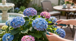 Is Your Hydrangea A Lazy Bloomer? 6 Easy September Fixes To Unlock A Gorgeous Comeback Next Year