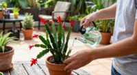 What A Christmas Cactus Needs In September For The Most Gorgeous Holiday Flowers – 6 Tasks That Decide Whether It Blooms