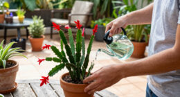 What A Christmas Cactus Needs In September For The Most Gorgeous Holiday Flowers – 6 Tasks That Decide Whether It Blooms