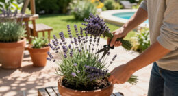 What To Do With Lavender In September – 5 Easy Tasks To Complete Now For More Fragrant Blooms Next Summer