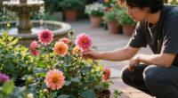 Why Are My Dahlia Flowers Fading In September? Fixing Late-Season Bloom Drop
