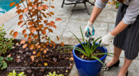 7 Shrubs And Trees You Should Never Prune In October – Or You Could Sacrifice Next Spring’s Blooms