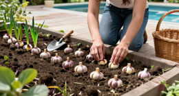 9 Steps For Big Garlic: How To Grow Giant Garlic