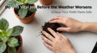Do This Vital Job Before The Weather Worsens To Keep Your Potted Plants Safe, Urge Garden Pros