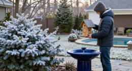 How To Make Your Yard A Winter Haven For Chickadees – And See More Of These Beautiful Birds
