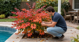 Instead Of Burning Bush, Grow This Native Shrub – It Has Gorgeous Fall Color And Supports Wildlife
