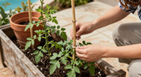 Save Money In The Garden: 6 Ingenious Plant Supports You Can Make Without Buying Anything New