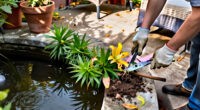 What To Do With Your Lilies In October – 5 Easy Ways To Unlock Stronger Plants And Bigger Blooms Next Year
